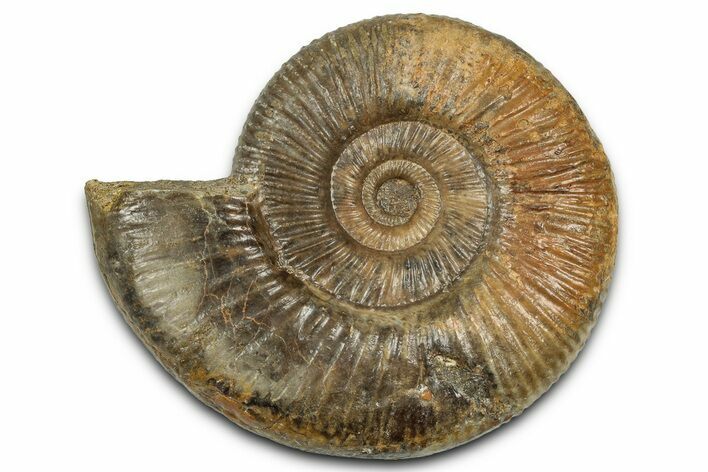 Jurassic Ammonite (Parkinsonia) Fossil - Sengenthal, Germany #357389